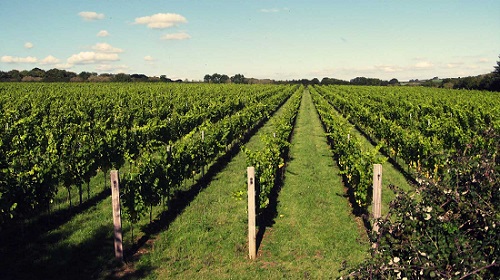 Langham-Estate-Dorset-Vineyard