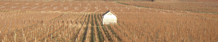 White Half-bottles