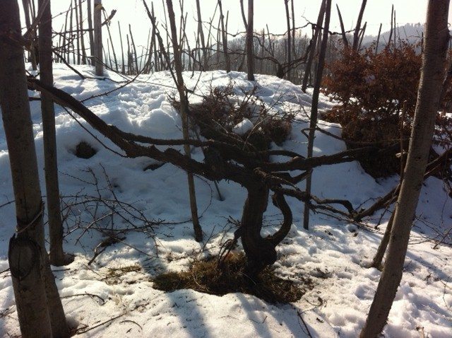 Maggiorina vineyards in Piedmonte