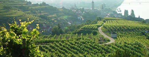 Salomon-Undhoff-Vineyards-Kögl and Pfaffenberg