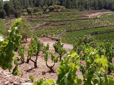 Acustic-Cellar-Monsant-Vineyards