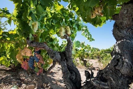 Bodegas Acustic - Montsant - Old White Grenache