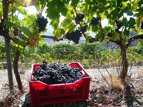 Harvest-Bodegas-Marco-Abella-Priorat