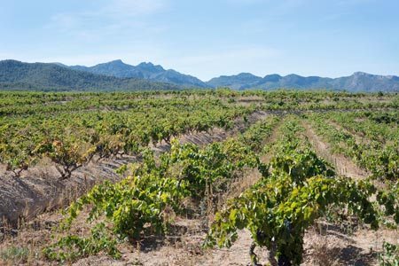 Acustic celler vineyard - Monsant