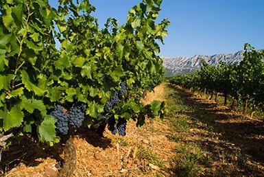 Domaine-Sainte-Lucie-Recolte-Lea-Sandeman