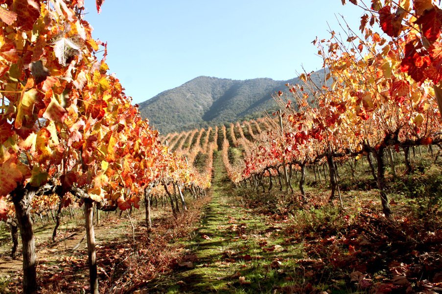 Tremonte Vineyard - San Vicente de Tagua Tagua, Chile