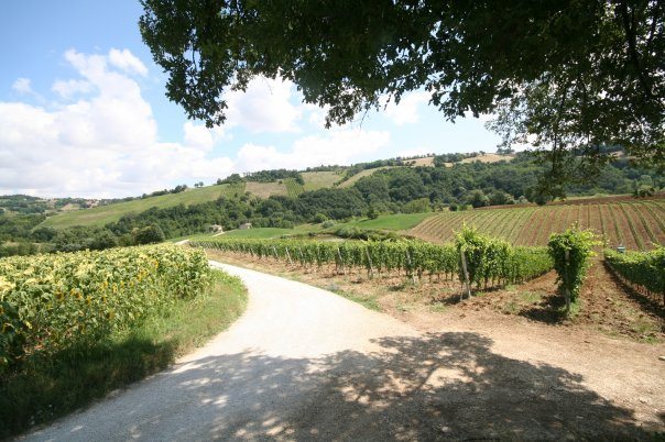 Andrea Felici-Azienda Agricola Biologica-Lea and Sandeman-Wine Merchants-Vineyards