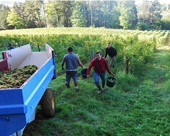 Bernard-Baudry-harvest-340