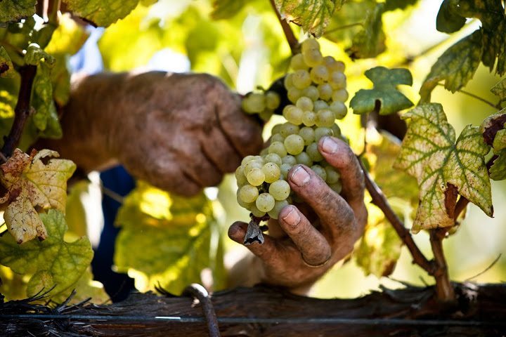 grapes picking