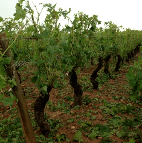 Laurent Pillot - Hail damage in Pommard Charmots-La Grele - Lea and Sandeman