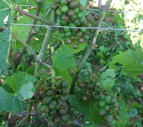 N Rossignol hail-smashed grapes