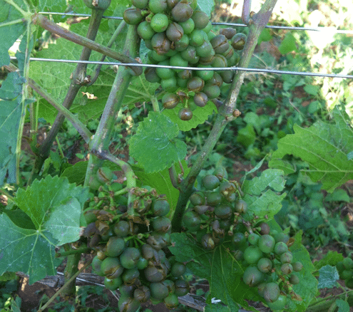  Nicolas Rossignol hail-burst grapes - La Grele - Lea and Sandeman