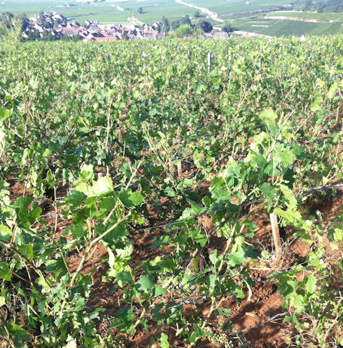 Nicolas Rossignol hail-smashed vines - La Grele - Lea and Sandeman