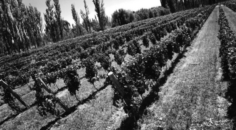 Bodegas Chacra - Patagonia- Estate Vineyard