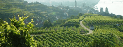 Kremstal vineyards