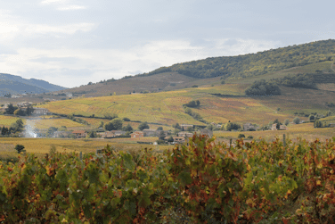 Domaine Rochette - Beaujolais