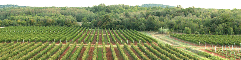 Vina Laguna - Istria - Croatia