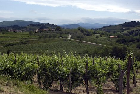 Zuani-Collio-Vineyards