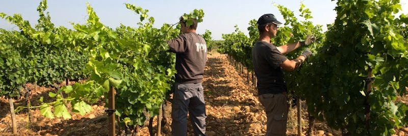 Domaine de La Mordoree -Vignes