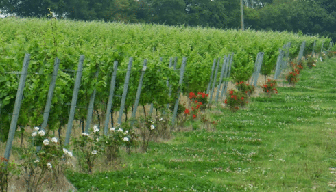 Gusbourne roses