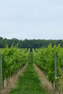 Gusbourne rows