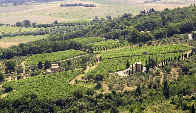 Fuligni Vineyards