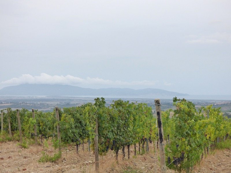 Fattoria di Magliano - Maremma