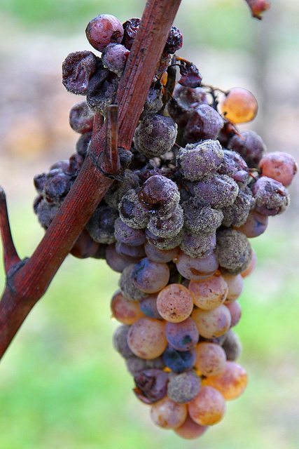 Botrytis Grapes