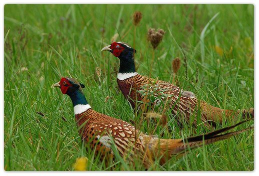 Two Pheasants Game Season