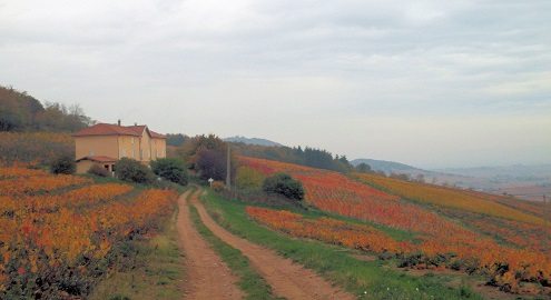 Domaine Laurent Martray perched on the slopes of Combiaty