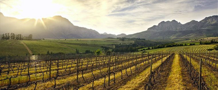 Stellenbosch-Vineyards-Email