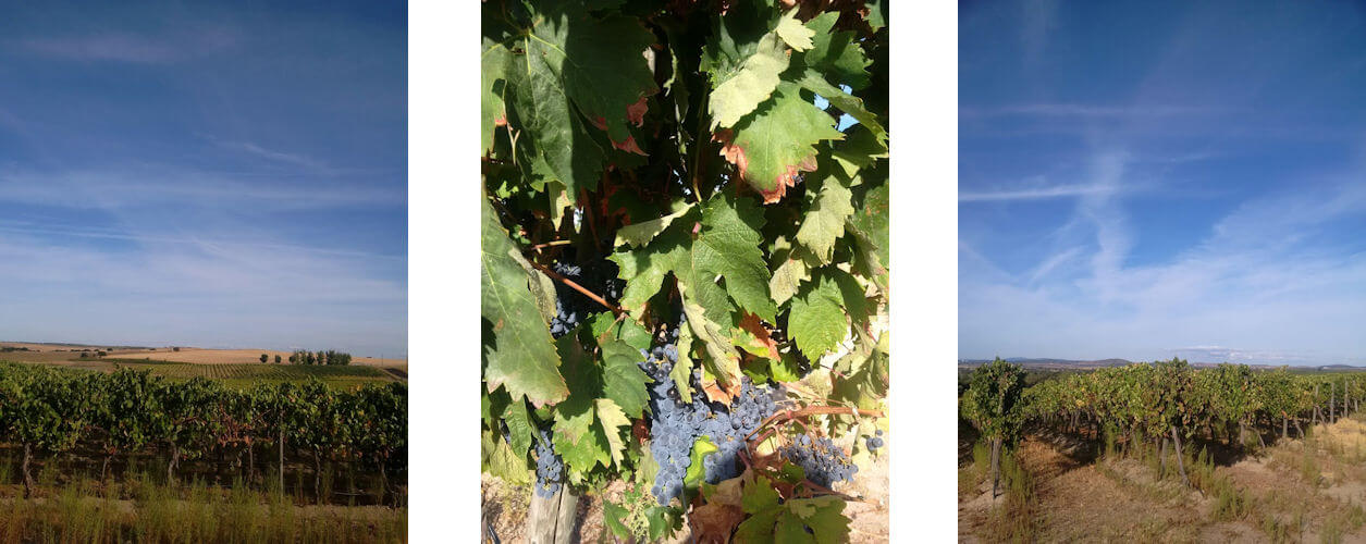 Arragonez vines at Terra d'Alter