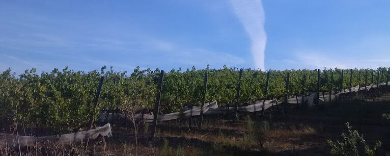 The Viognier vines have to be protected with netting to stop the birds eating the grapes