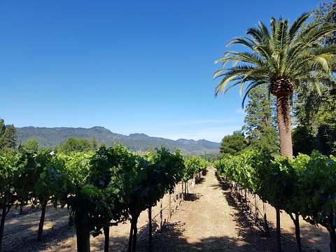 Immaculate Vineyards in Central Napa