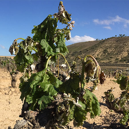 Artuke-frosted-vine