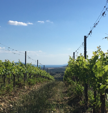 Fattoria di Magliano