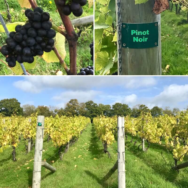 Grapes Pinot Noir Vines Nyetimber