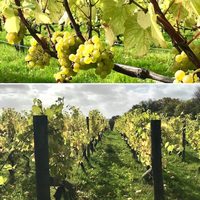 Chardonnay Grapes sun shining clouds Nyetimber Vineyards