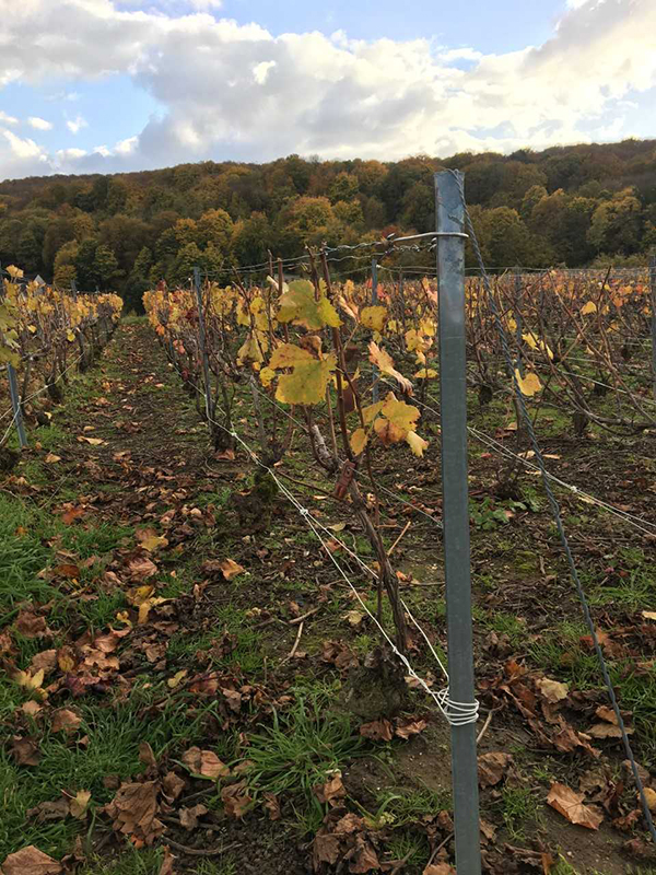 Pinot Noir vines