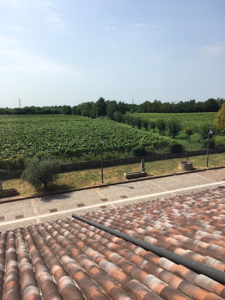 A view of the growing vines at Corteaura