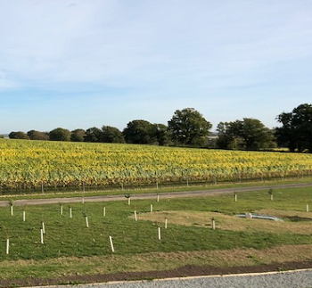 Gusbourne Kent