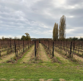 Herbert Hall Vineyards Kent