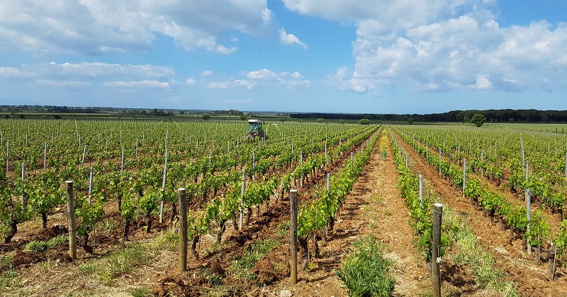 Le-Macchiole-Vineyard-Bolgheri