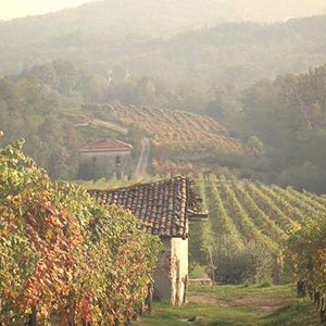 Boca-vineyards-Piedmont