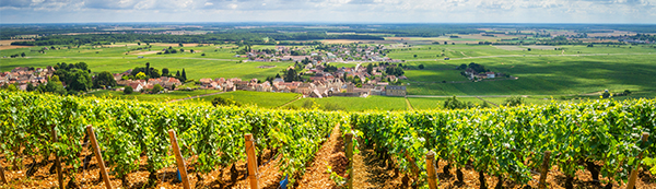 Burgundy-Vintage-Report