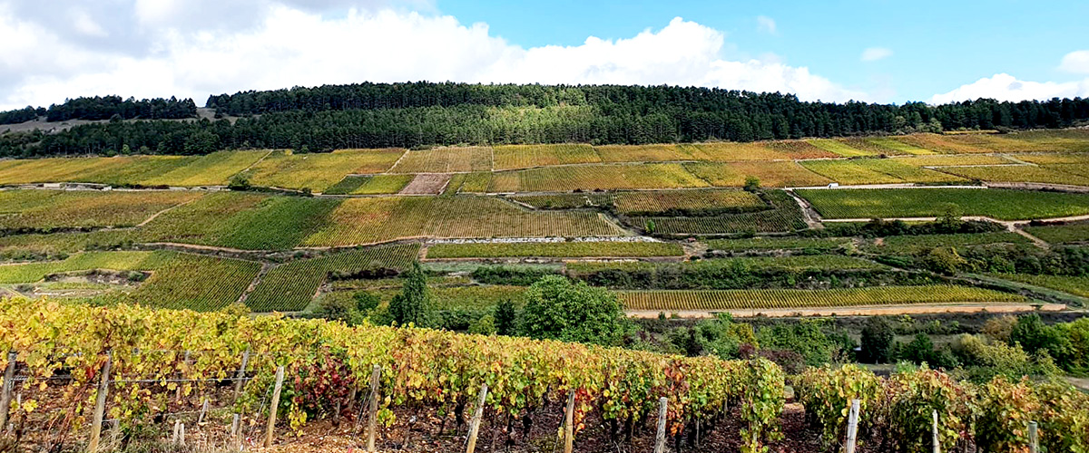 Burgundy vineyard landscape