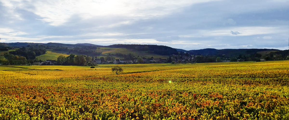 Burgundy Banner landscape