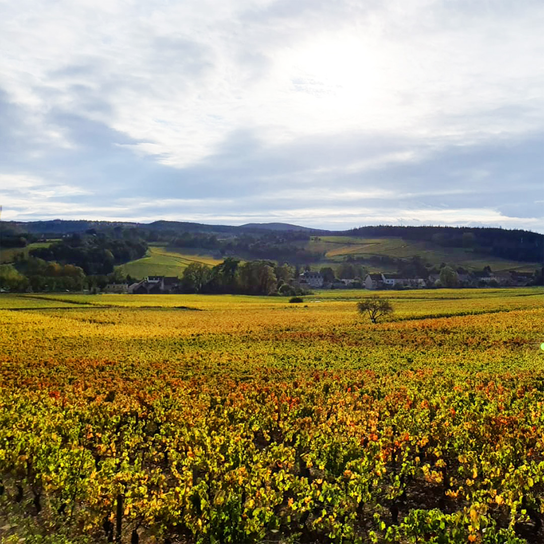 Burgundy October 2020 vineyard