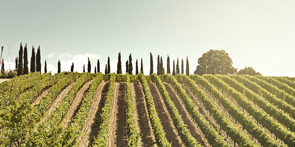 Vineyard Montalcino