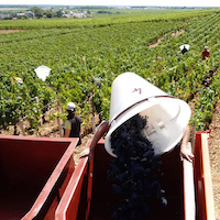 Harvest Anne Gros